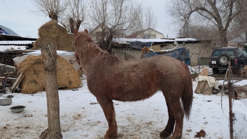 Продаяться кобыла порода