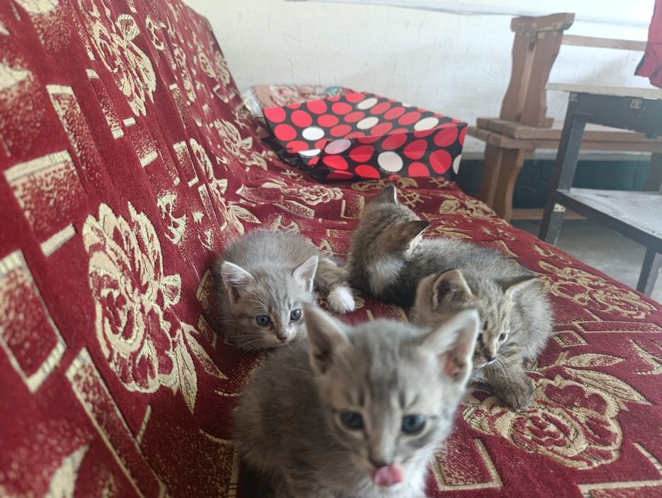 есть котята красивые