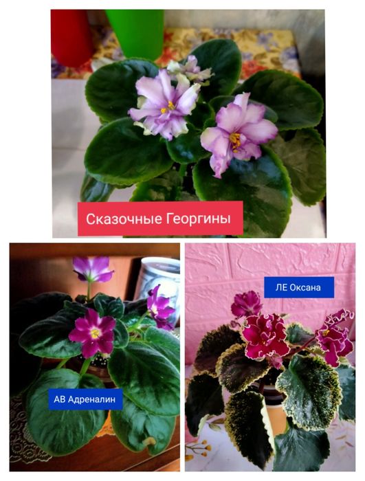 Продажа,детки фиалок!!!