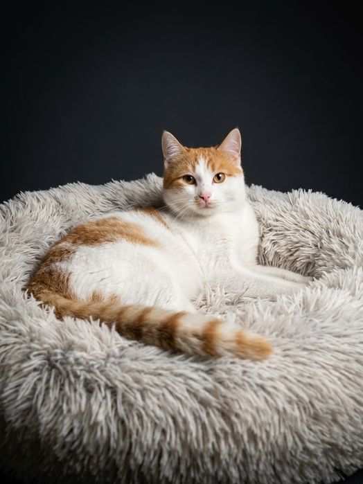 Кошки/коты стерилизованные