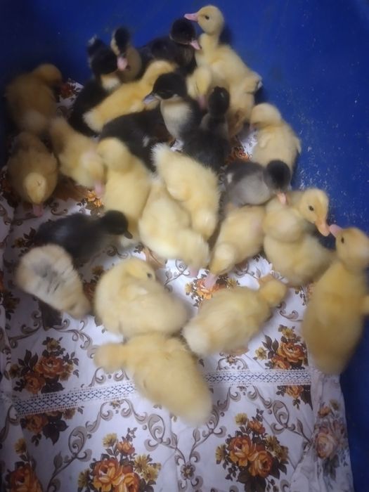 Boboci de rață  de o zi