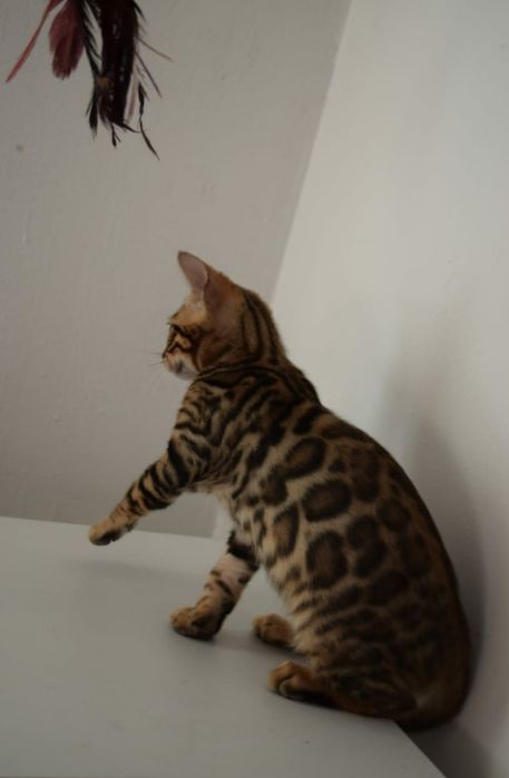 Бенгальские котята