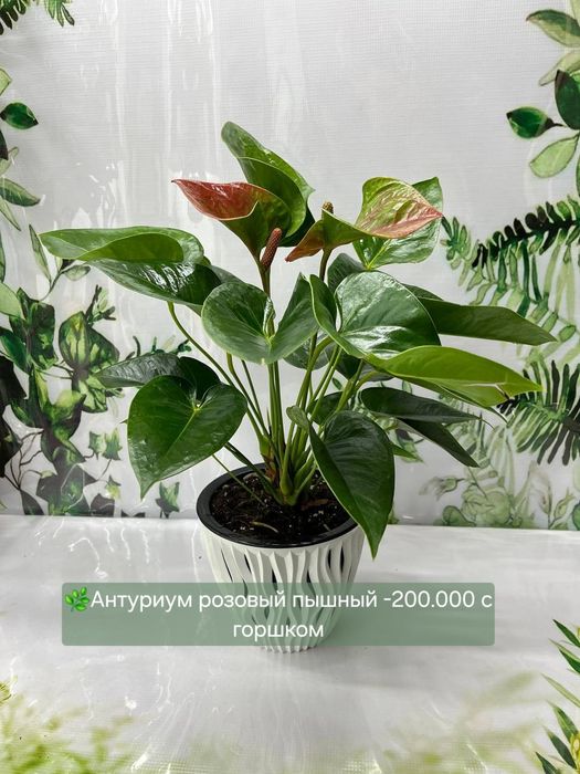 Антуриумы разные