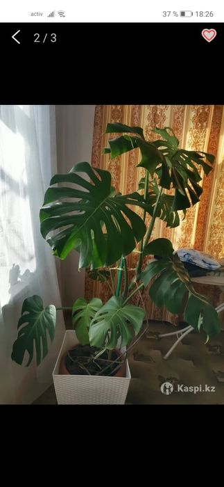 Продам цветок Монстера