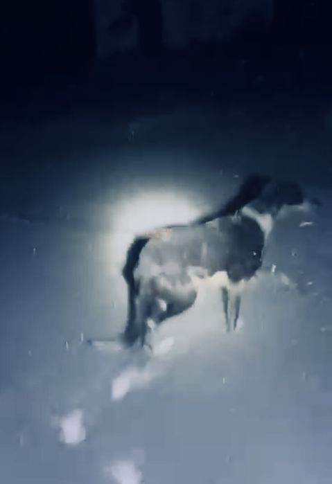 Продам собака грейхорд) Торг бар