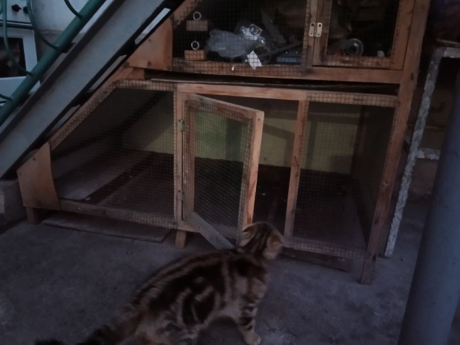 Katta tovuq va Jo'jachalar uchun shinam Qafas.