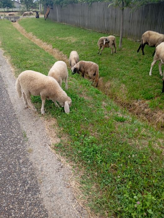 Miei Suffolk/bergamasc/carabas