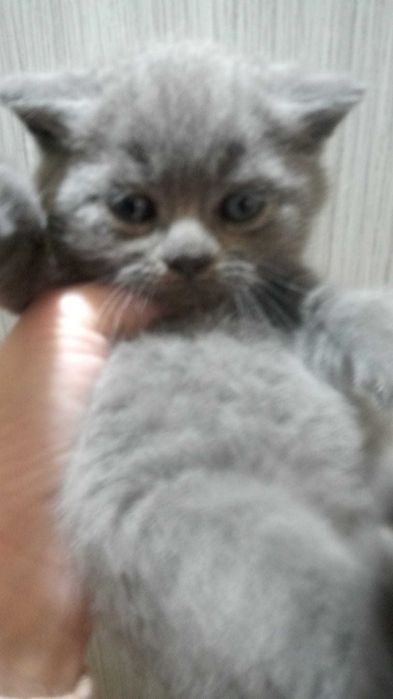 puiut scotish doua luni