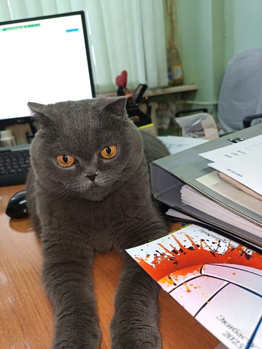 Отдам кошечку в добрые руки