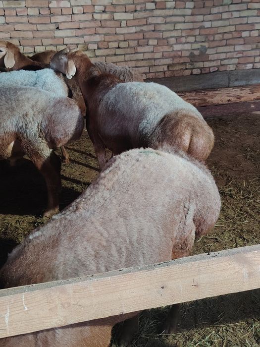 Арашан кошкарлар сатылады
