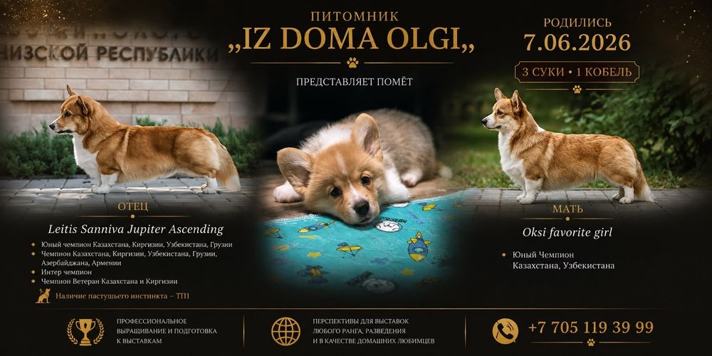 Продаются щенки Вельш корги пемброк