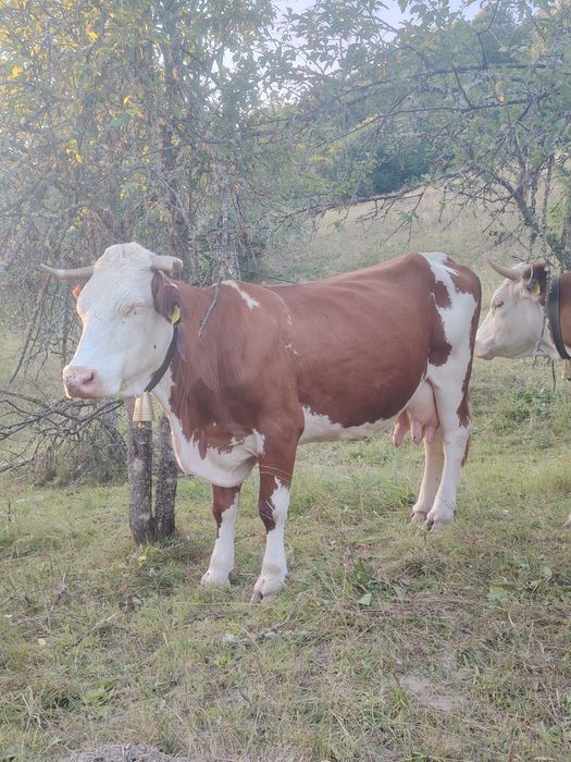 Vând o vaca de 8 ani cu vitea belgiana de 3 luni