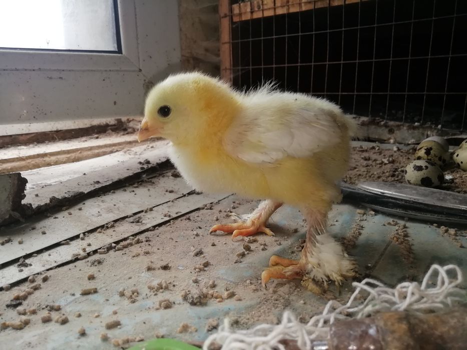 Продам цыплят породы брам