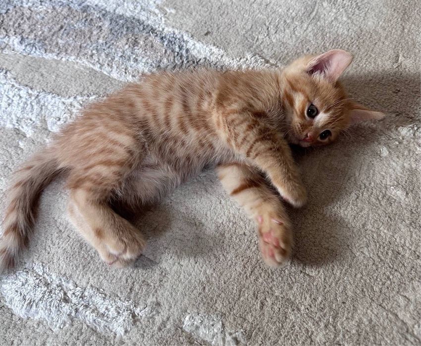 Котята в добрые руки!