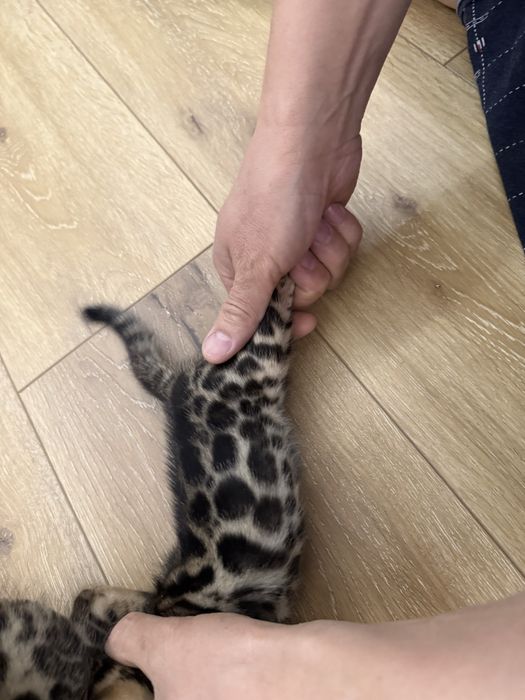 Bengal mushukcha mushuk bolasi бенгалский котёнок