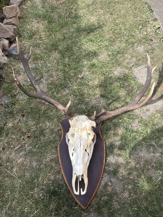 Trofeu cerb ccu panoplie