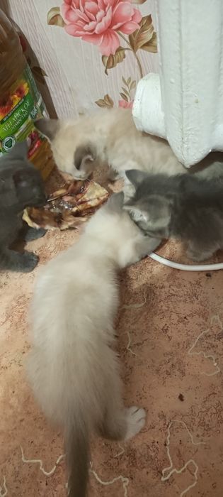 Отдам котят бесплатно. Мальчики