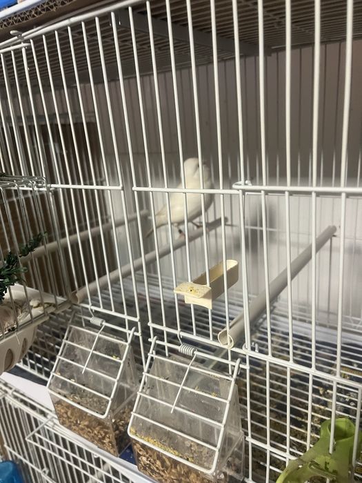 Canari cauta alta casa