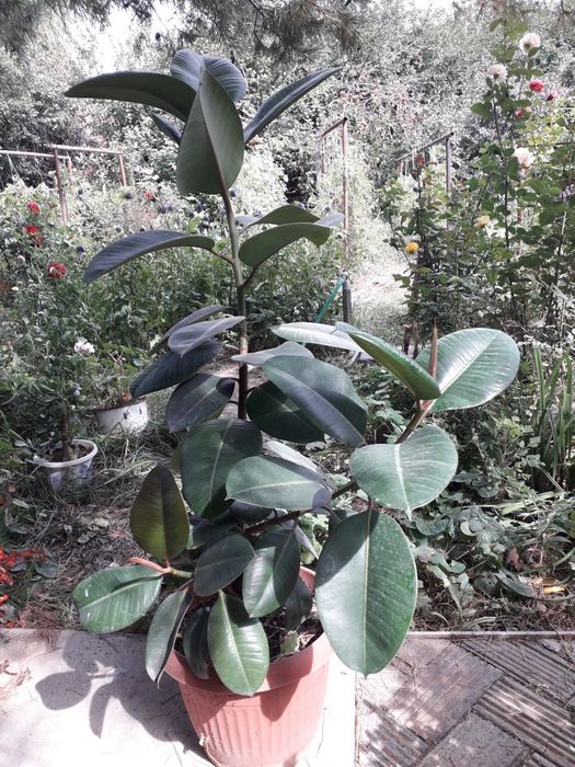 Фикусы каучуконосный и Бенджамина продам