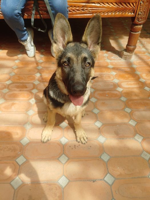 Немецкая овчарка