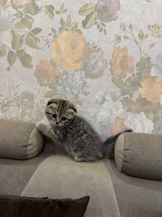 Котята. Британская Шиншилла 1.5 мес.