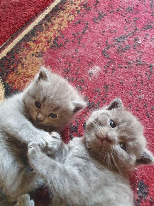 Скотиш страйт