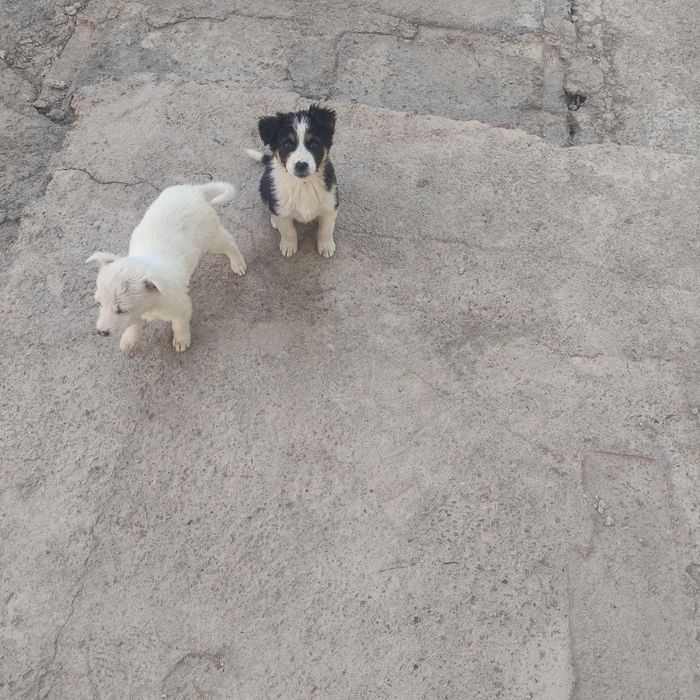 Кучук боллари. Боқаман деганларга. Текинга