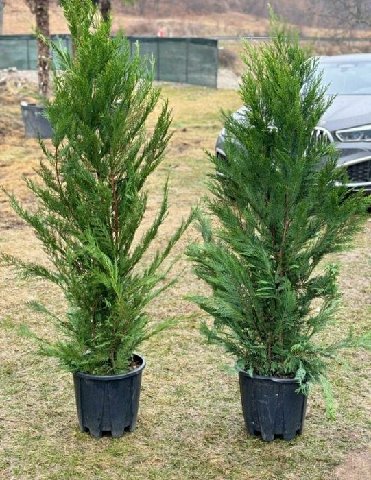 Amenajări grădini  Copaci Gard viu Gazon Platan  Leylandii