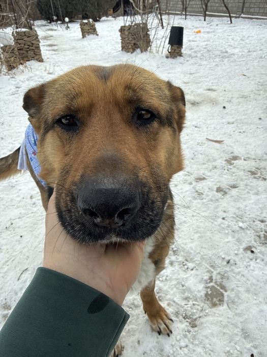 Найдена собака в г. Конаев