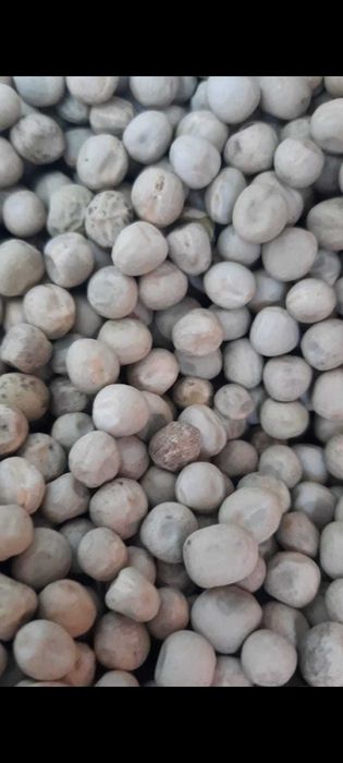 Продам  Овёс Горох чечевица от 25 тонн с доставкой