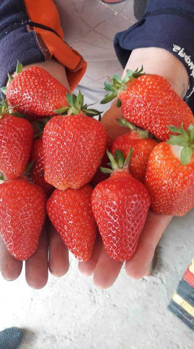 Расзад ягоди и малини от производител