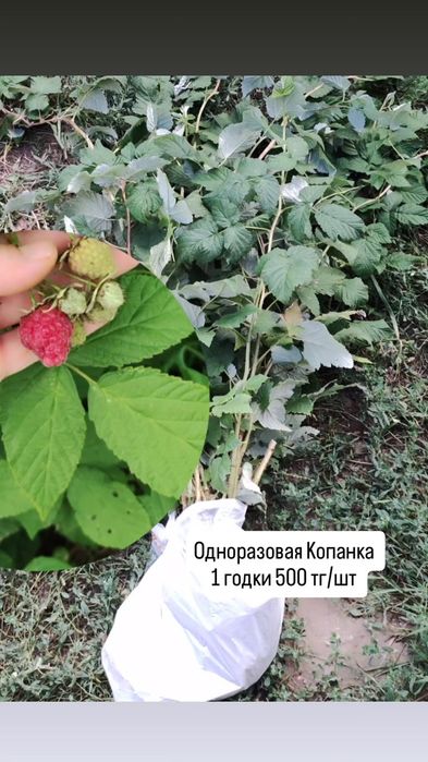 Малина одноразовая