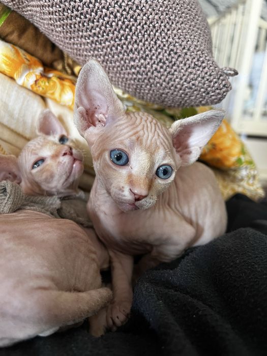 Продаются котята канадский сфинкс