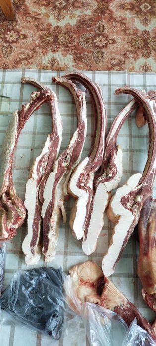 Продам  соғым, жас  бие.