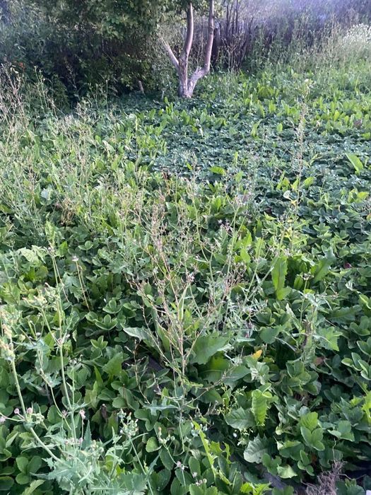 Продается дача на черемушках