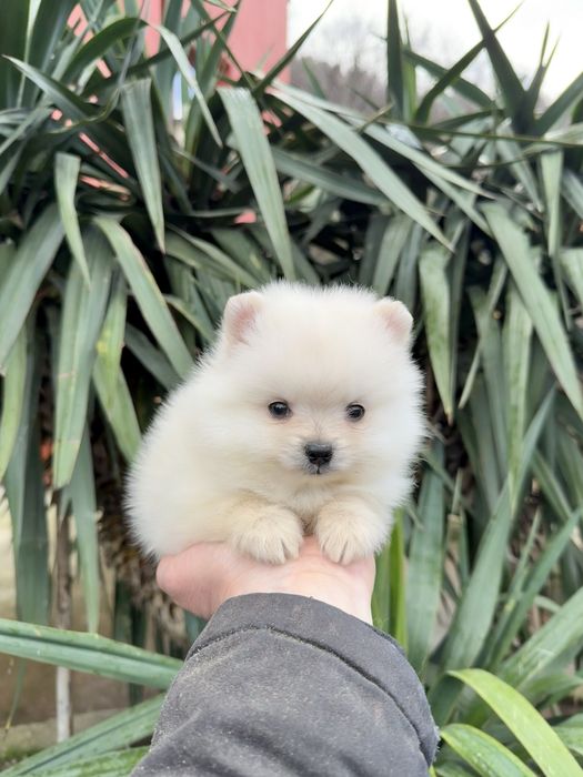 Померан мини момче. Померанче