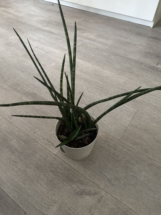 Сансевиерия цилиндрическая