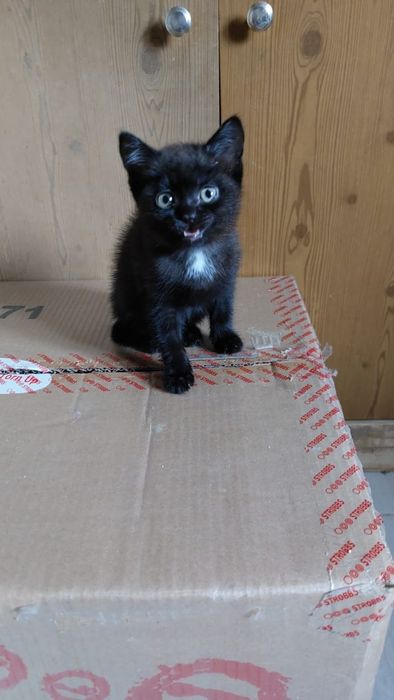 Отдам котят в добрые руки