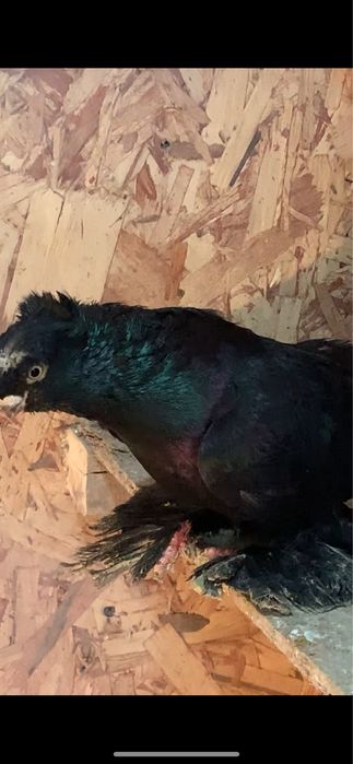 Голуби вольерные