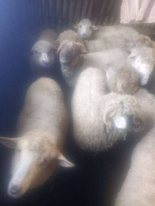 Berbecuți de vanzare