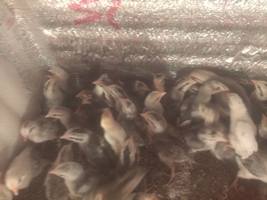 Цыплята Борковская