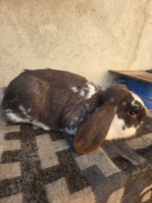 Iepuri berbec german