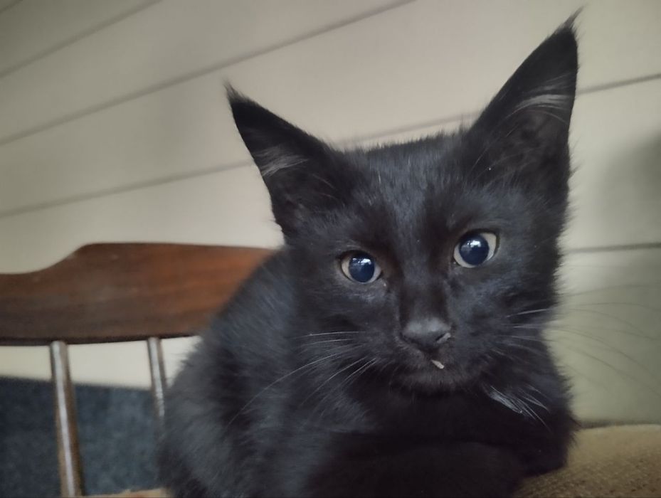 Отдам котят в хорошие руки