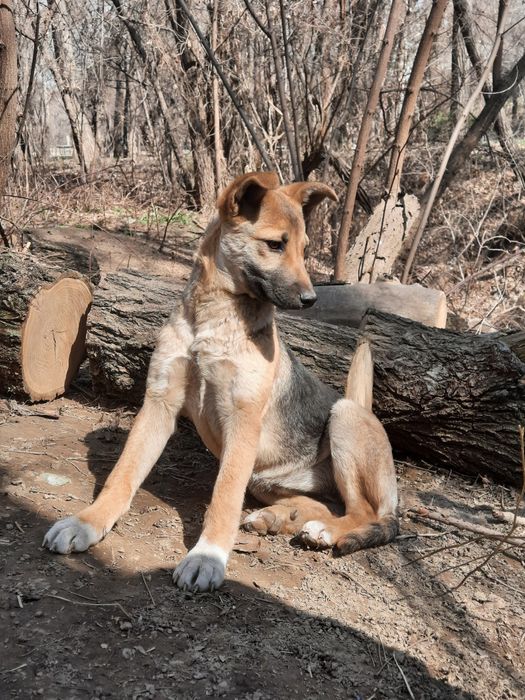 Отдаём в добрые руки