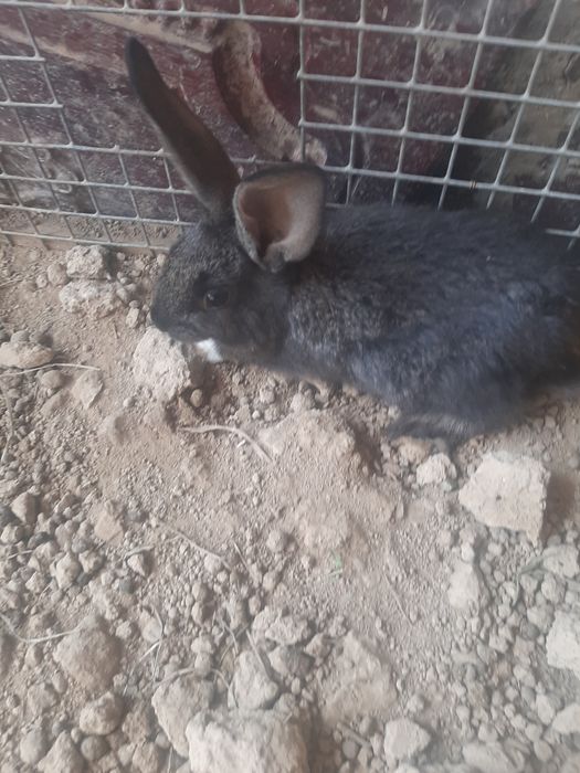 Продаётся кролик