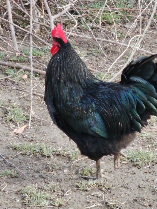 Zoti toza avstralop xo'rozlari tezda sotiladi