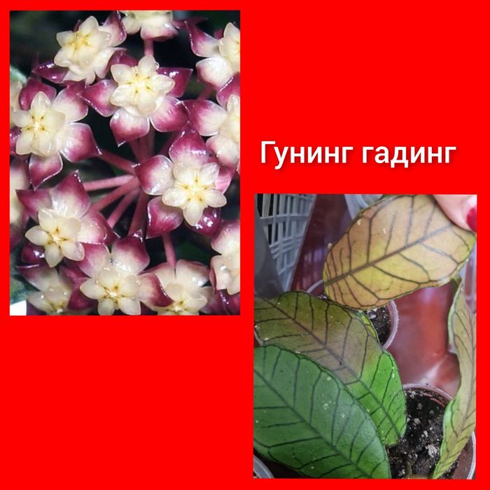 Хойя хоя хойки подарок