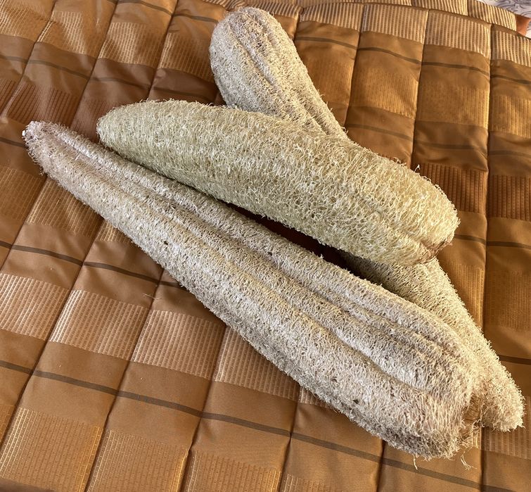 Seminte Lufa Elida (burete vegetal)