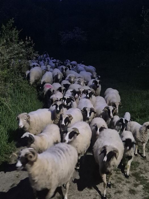 Oi bune bale si breze cumparate de la  crescători mari