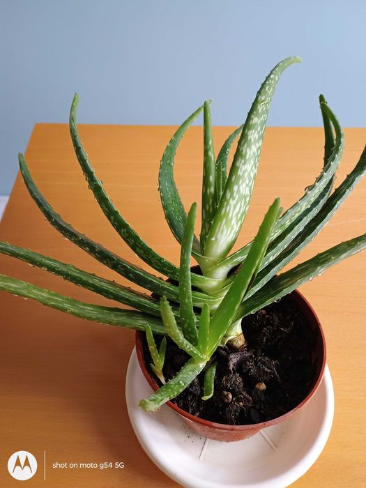 Лечебно алое вера, 2 вида, над 3 - годишни, отлично гледани растения